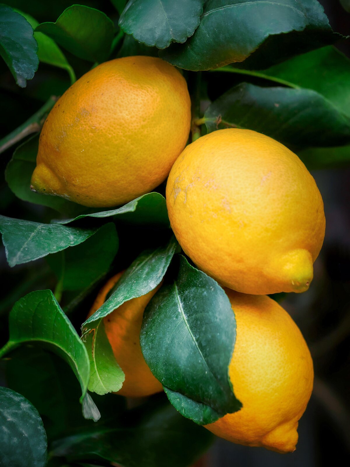 Zralé žluté citrony rostoucí mezi tmavě zelenými listy citrusovníku
