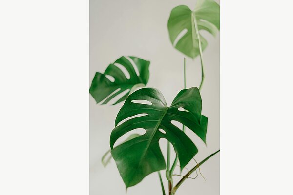 Monstera v jemných tónech