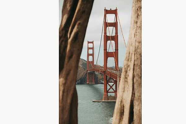 Golden Gate Bridge mezi kmeny stromů