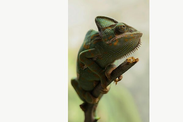Chameleon na větvi
