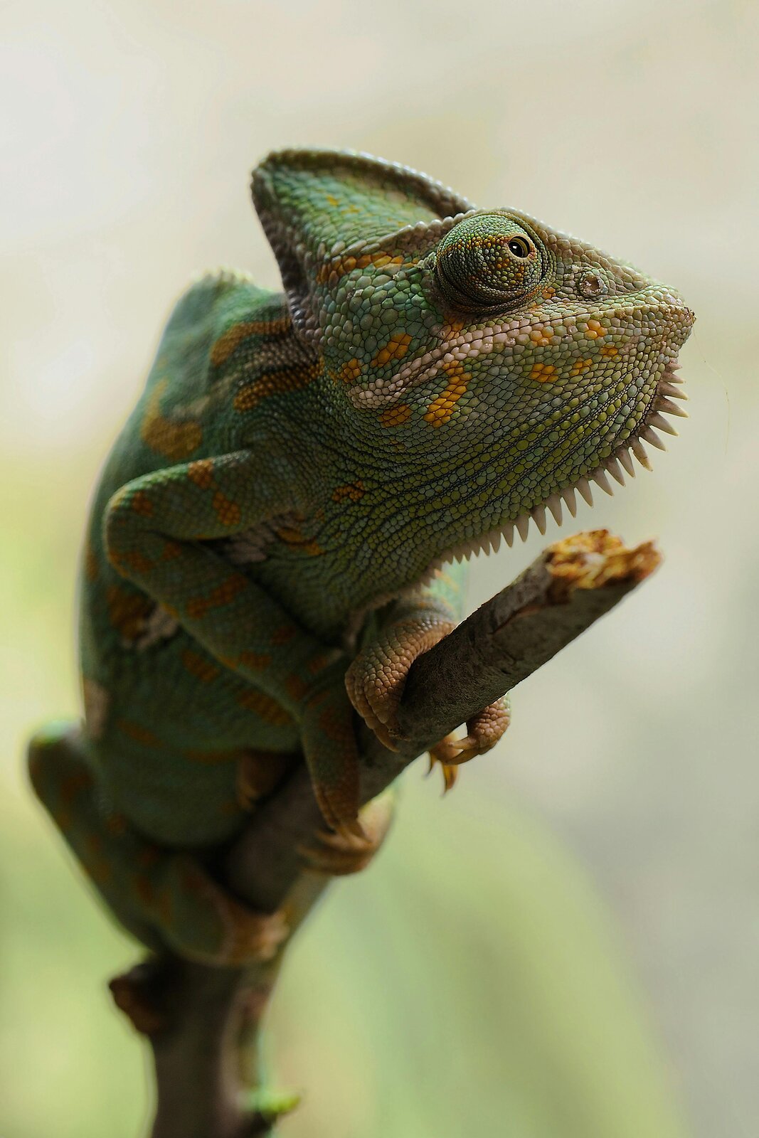 Zelený chameleon sedící na větvi na světlém rozostřeném pozadí.