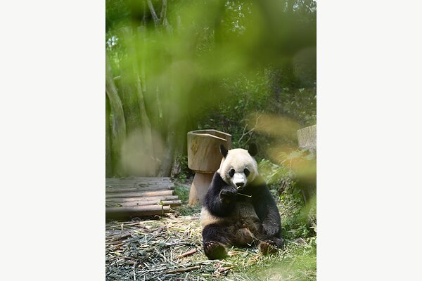 Panda velká v bambusovém háji
