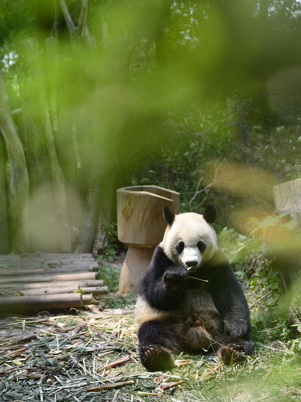Panda velká sedící na zemi v bambusovém háji a okusující stéblo bambusu.