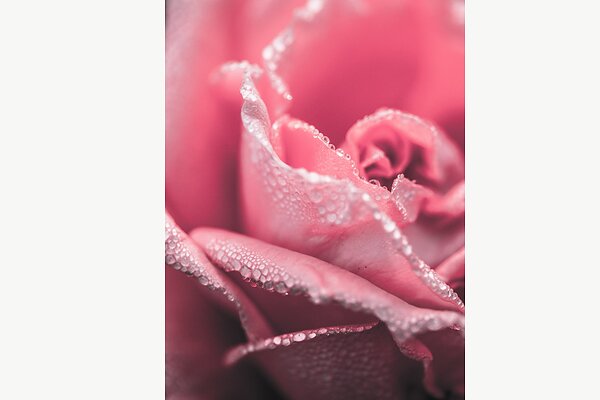 Růžová růže v ranní rose