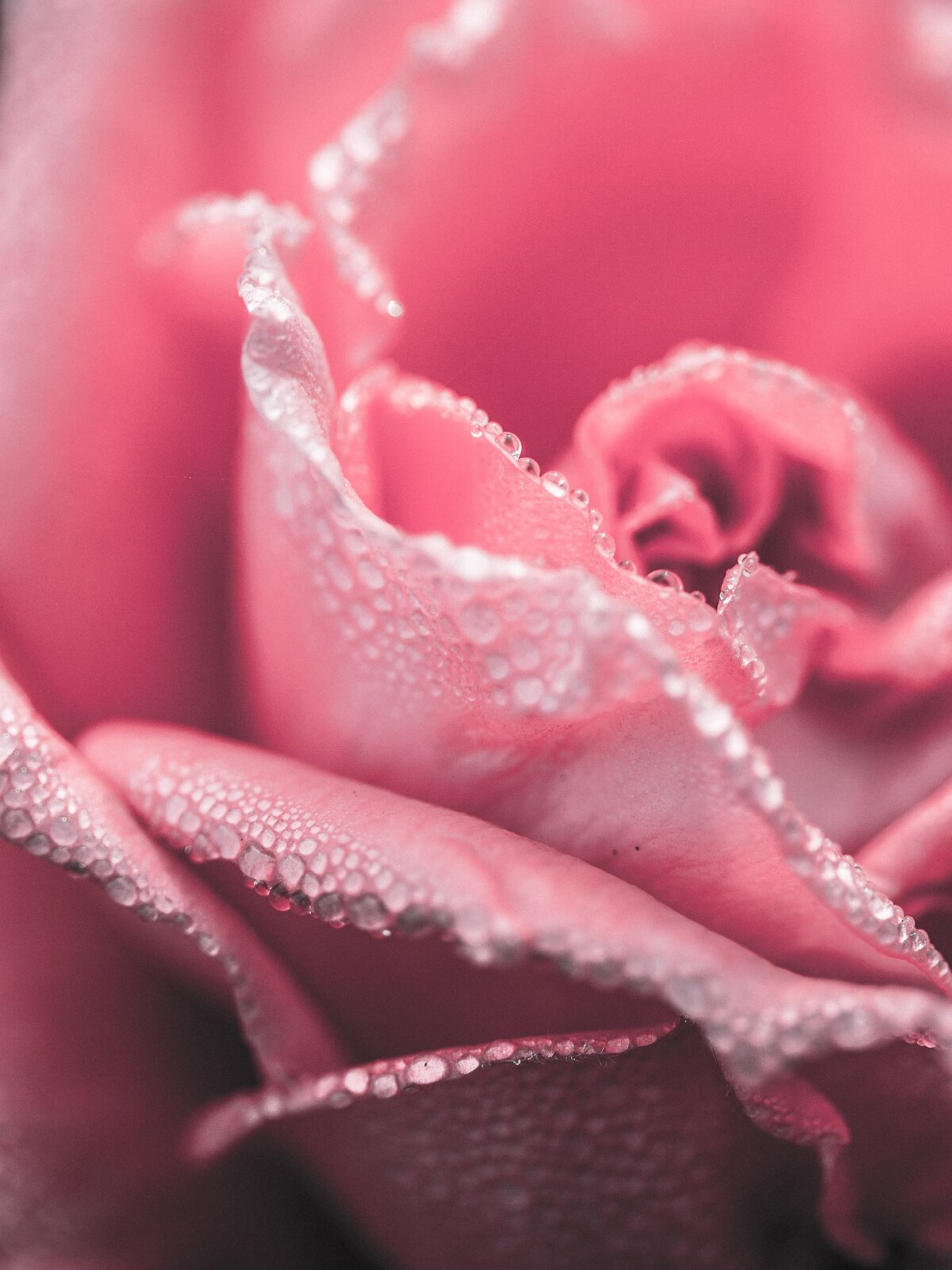 Detail růžové růže s kapkami rosy na okvětních plátcích