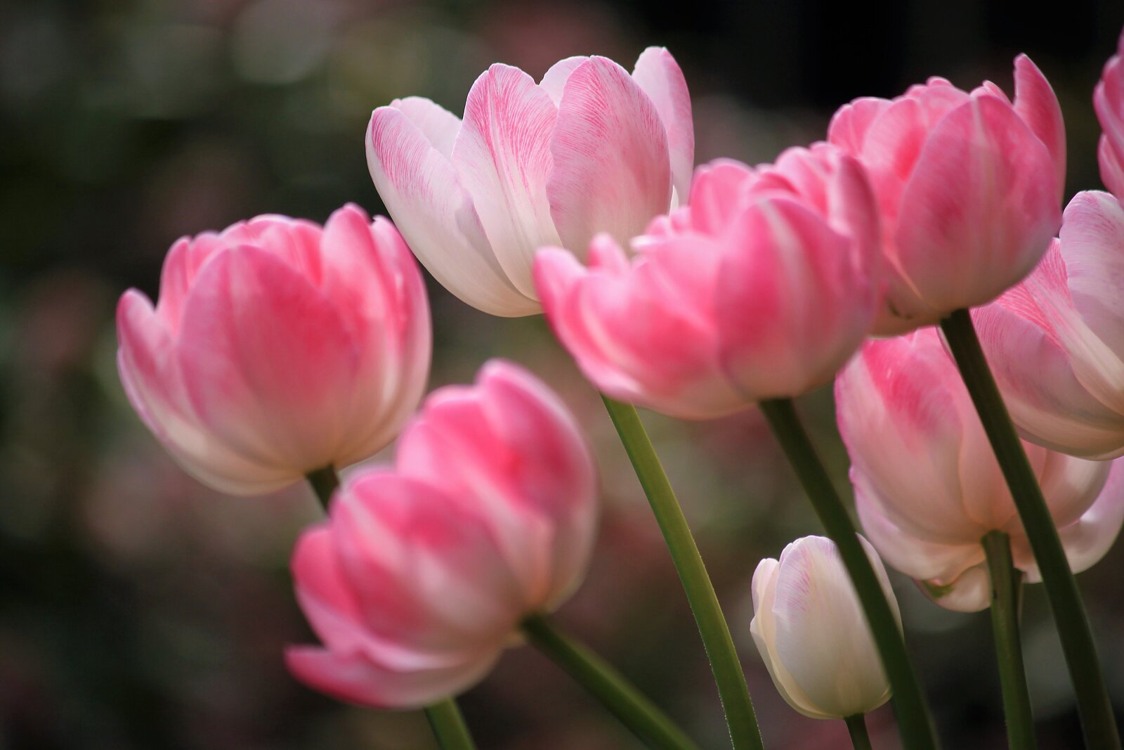 Detail růžových tulipánů na tmavém rozostřeném pozadí