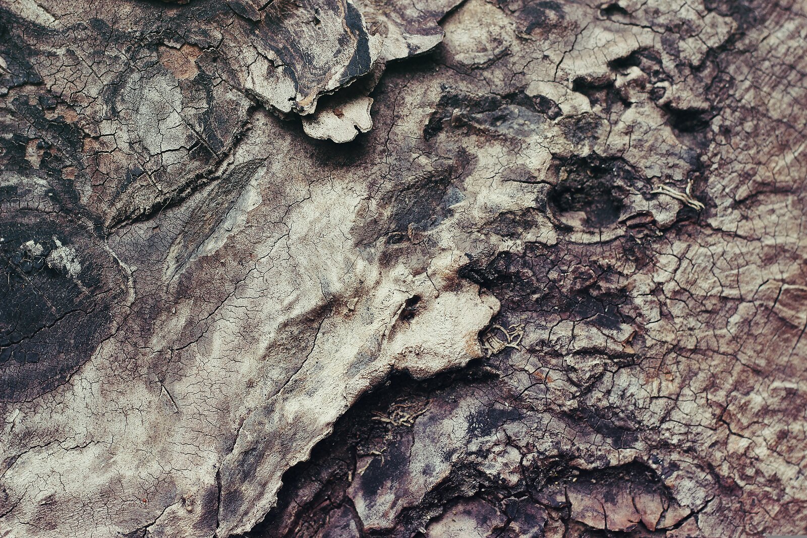 Detail popraskané a vrstvené stromové kůry v béžových, hnědých a tmavých tónech.